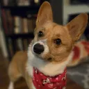 amberdarko
