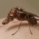 igotmello