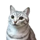 catcatcatcat4