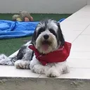 petdomaa100
