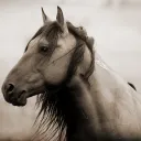 deadhorse9252