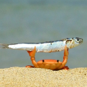 avatar SirRyas