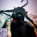 miau6502
