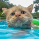 jumpypanter