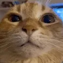 _jelo