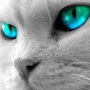 gato8507