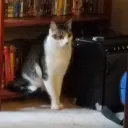 kat71
