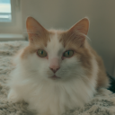avatar Jordan🐱
