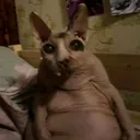 v0idgoddess