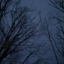 oaktreehill