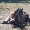 sanderpaarden