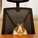 0_rep