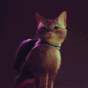 shaggy_thecat