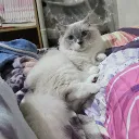 white0823