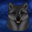 shiba_quinn