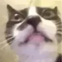 rudywubi