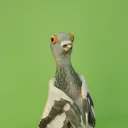 korika