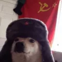 tensor_wolf