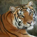 unotiger13