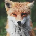fox_benchiklisionokben