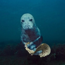 avatar VictorHoangIV