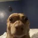 timboslicegoat