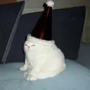 autisticcatinthehat