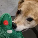 doxaaaa