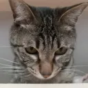 viscat