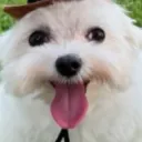 poopnuggets
