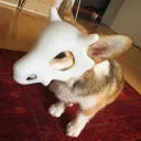dasgatos