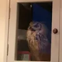 trappedowl