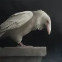 drthankyou