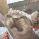 tonydapony