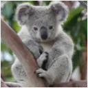 texaius