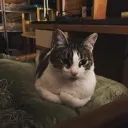 quorumbutton