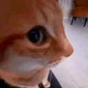 nookwuff