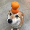 .gnaohyu