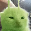 shyflyadka