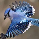 bbswitzer