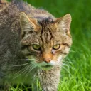 ptwildcat
