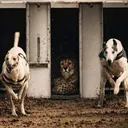 .winner