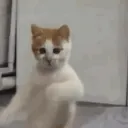 mrcastorama