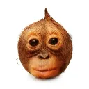 cabriei