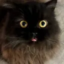 loubuggins