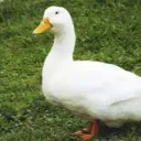ibisman
