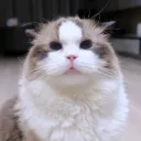 meowttt7
