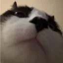 swaggycat