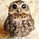 owlk.00