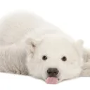 polarben avatar